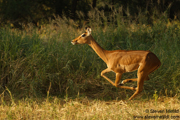 TANZANIA